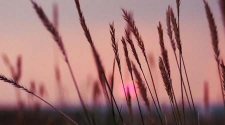 Symbolbild Sommer / pixabay hmomcc13