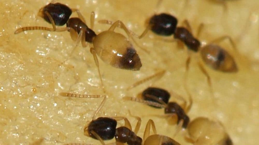  Die Große Drüsenameise, Tapinoma magnum. Bildquelle: Wiki, Sarefo -, CC BY-SA 3.0,