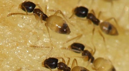  Die Große Drüsenameise, Tapinoma magnum. Bildquelle: Wiki, Sarefo -, CC BY-SA 3.0,