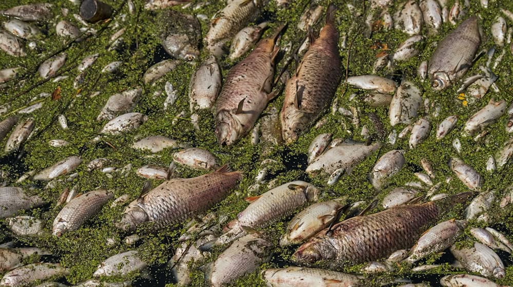Fishermen and volunteers recovered thousands of dead fish from a Czech lake near the border with Saxony. The illustration shows an earlier fish kill in the Thaya River in the Czech Republic / Photo: Patrik Uhlir/CTK/dpa