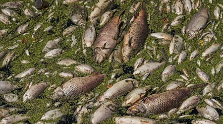 Fischer und Freiwillige bargen Tausende toter Fische aus einem tschechischen See nahe der Grenze zu Sachsen. Das Illustrationsbild zeigt ein früheres Fischsterben im Fluss Thaya in Tschechien. / Foto: Patrik Uhlir/CTK/dpa