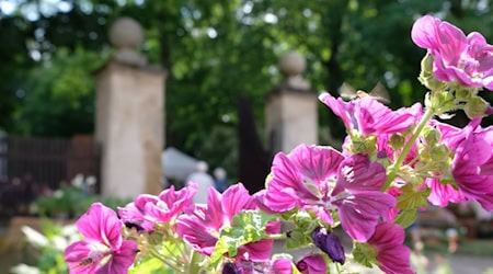 Auch Malven sind im Klosterpark Altzella zu sehen. Foto: Schlösserland Sachsen