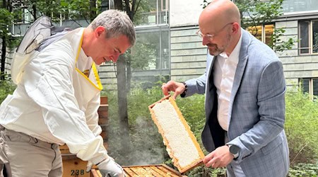 Cosecha de miel Dresde