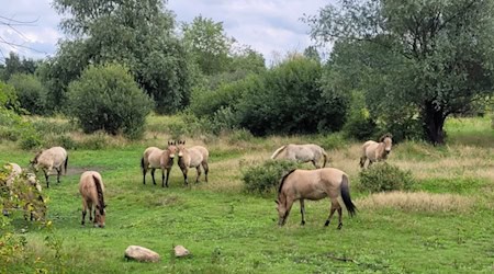 Entdecken Sie die Natur mit den Stadtwaldrangern in Paunsdorf / Quelle: Stadt Leipzig