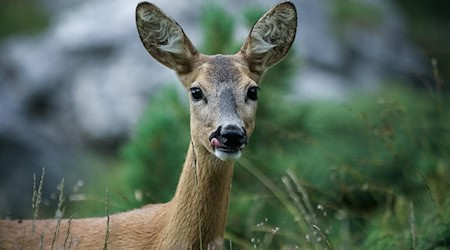Symbolbild Reh / pixabay rottonara