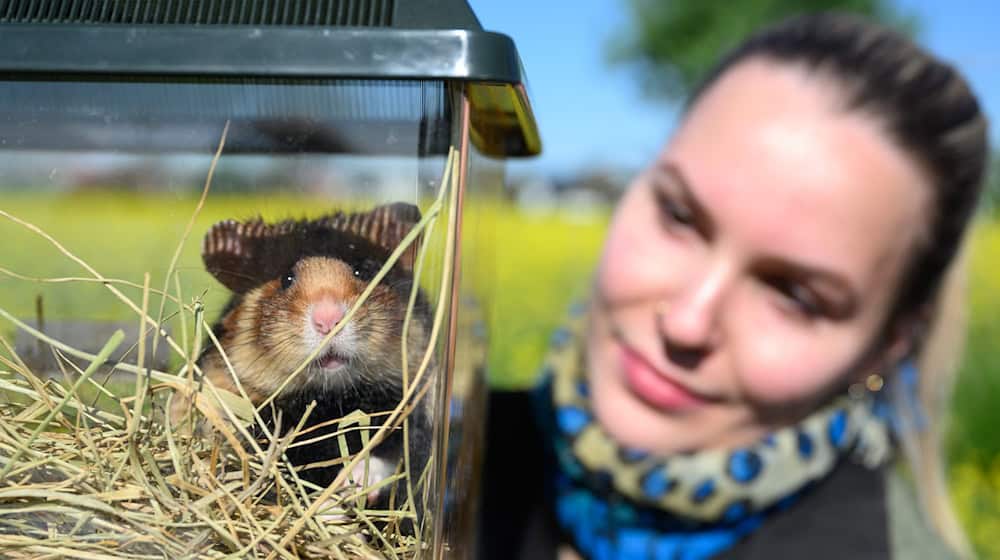 The project with reintroduced field hamsters is running successfully. (Archive image) / Photo: Hendrik Schmidt/dpa