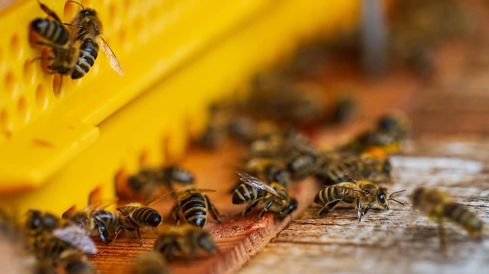 Symbolbild Bienen / pixabay NickyPe