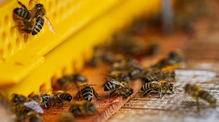 Symbolbild Bienen / pixabay NickyPe