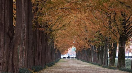 Symbolbild Straßenbäume / pixabay baul30000