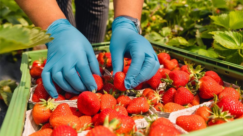 Süß und lecker: frisch gepflückte Erdbeeren. Die Arbeit, die hinter der Erdbeerernte steckt, ist allerdings hart, sagt die Agrar-Gewerkschaft IG Bau Dresden. Sie appelliert an die Landwirte im Kreis Meißen, auf faire Löhne und anständige Unterkünfte für Erntehelfer zu achten. Foto: Florian Göricke