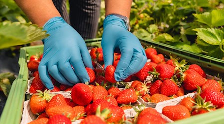 Süß und lecker: frisch gepflückte Erdbeeren. Die Arbeit, die hinter der Erdbeerernte steckt, ist allerdings hart, sagt die Agrar-Gewerkschaft IG Bau Dresden. Sie appelliert an die Landwirte im Kreis Meißen, auf faire Löhne und anständige Unterkünfte für Erntehelfer zu achten. Foto: Florian Göricke