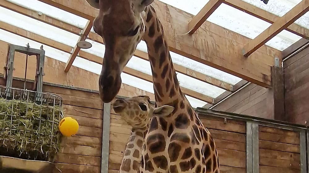 Madre e hija de prueba: la jirafa Tamika ha dado a luz en el zoo de Leipzig / Foto: Zoo Leipzig/dpa