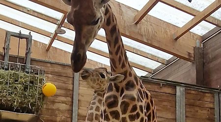 Mother and daughter on a sniffing course: female giraffe Tamika has given birth to a cub at Leipzig Zoo / Photo: Zoo Leipzig/dpa