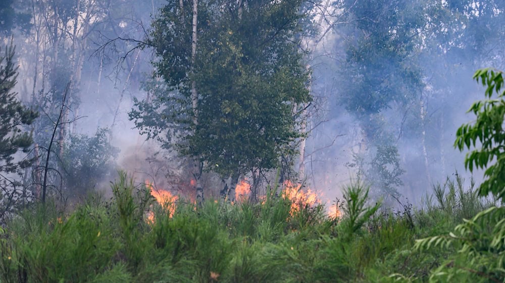 Das Feuer in der Gohrischheide wird als bislang größter Waldbrand in Sachsen eingestuft (Archivbild).   / Foto: Robert Michael/dpa