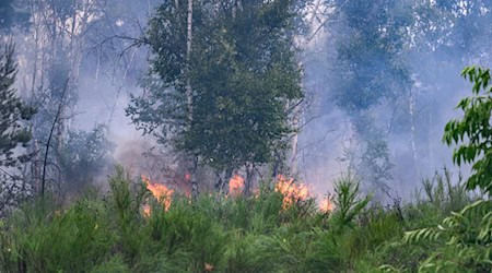 Das Feuer in der Gohrischheide wird als bislang größter Waldbrand in Sachsen eingestuft (Archivbild).   / Foto: Robert Michael/dpa