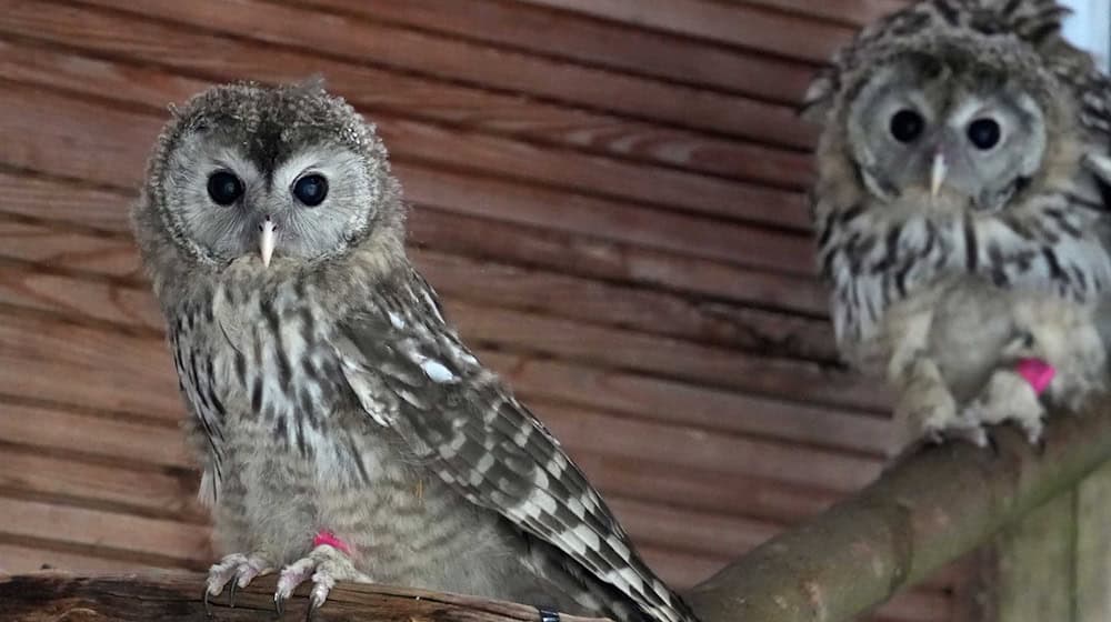 Leipzig Zoo wants to help protect species. / Photo: -/Zoo Leipzig/dpa