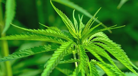 Symbolbild Cannabis / pixabay NickyPe