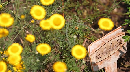The dyer's chamomile has now also been detected at Lake Werbelin. (Archive image) / Photo: picture alliance / ZB