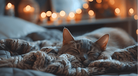 https://pixabay.com/de/illustrations/katze-bett-schlafen-schlafend-8620369/