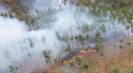 Im Naturschutzgebiet Gohrischheide leben seltene Tiere und Pflanzen. / Foto: Sebastian Kahnert/dpa