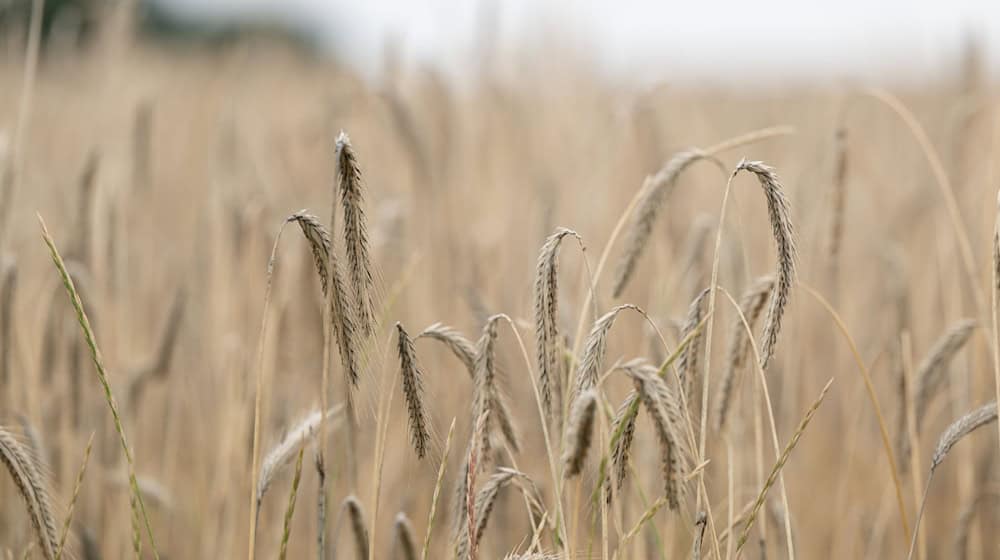 The grain harvest in Saxony has been slow so far due to the rain. That is why there is still a lot of grain and rapeseed in the fields. / Photo: Sebastian Kahnert/dpa