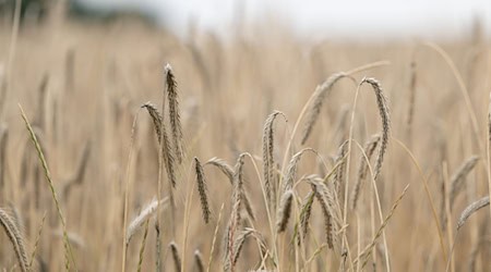 The grain harvest in Saxony has been slow so far due to the rain. That is why there is still a lot of grain and rapeseed in the fields. / Photo: Sebastian Kahnert/dpa