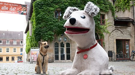 Struppi aus dem DDR-Kinderfernsehen ist jetzt in einer XXL-Ausführung im Stadtmuseum Pirna zu sehen. / Foto: Sebastian Kahnert/dpa