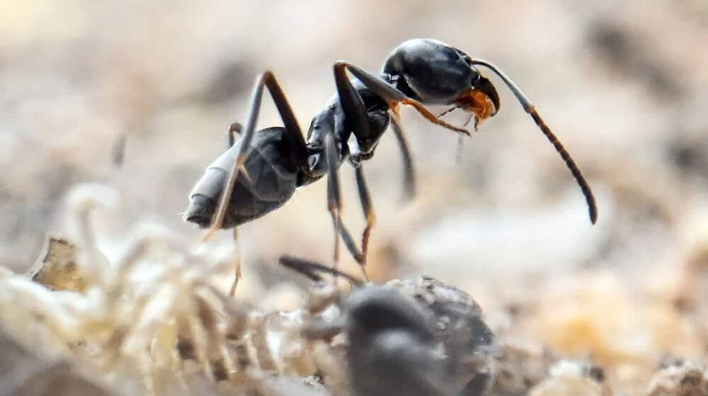 Las hormigas de la especie Tapinoma magnum también invaden las casas. (Imagen de archivo) / Foto: Uli Deck/dpa