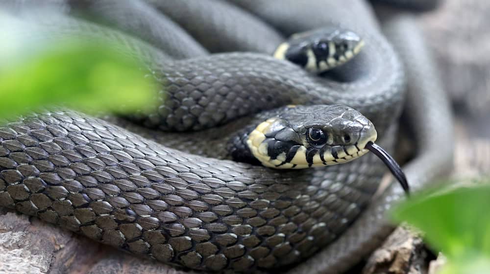 In Kamenz, the police were called out because of a dead grass snake. (Symbolic image) / Photo: Roland Weihrauch/dpa