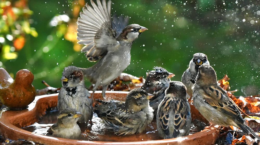 Wild animals suffer from heat and drought in Saxony. (Symbolic image) / Photo: Waltraud Grubitzsch/dpa