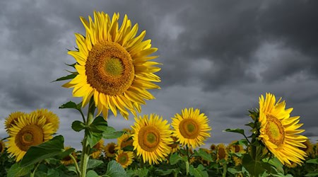 Ab dem Nachmittag ziehen laut DWD dunkle Wolken über den drei Bundesländern auf und kündigen nahende Gewitter an. (Symbolbild) / Foto: Patrick Pleul/dpa