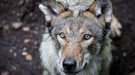 In Sachsen gibt es laut vorläufigem Wolfsmonitoring für das Jahr 2024/25 nun 41 bestätigte Wolfsterritorien. (Archivfoto) / Foto: Christian Charisius/dpa