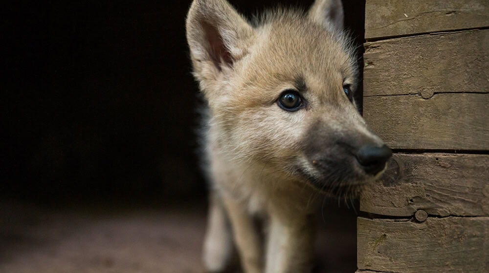A wolf pup has been killed in a traffic accident in eastern Saxony. (Symbolic image) / Photo: Oliver Dietze/dpa