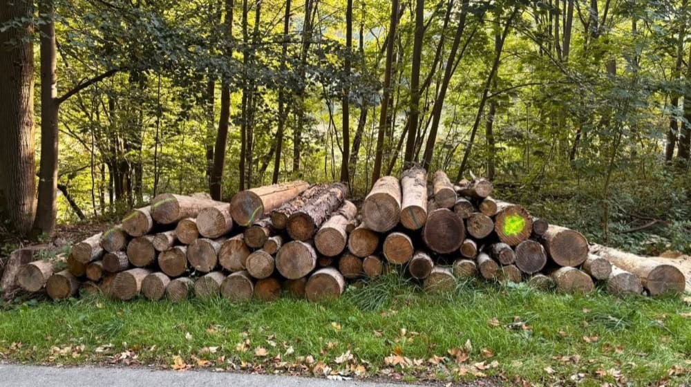 Dieses Holz ist jetzt weg. Gestohlen. Bis auf einen einzelnen Stamm. Foto: privat