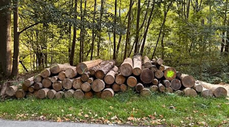 Dieses Holz ist jetzt weg. Gestohlen. Bis auf einen einzelnen Stamm. Foto: privat