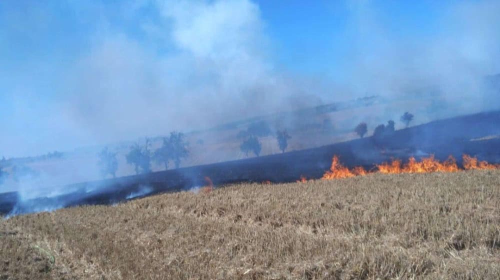 Feldbrand in Miltitz. Foto: Feuerwehr Klipphausen