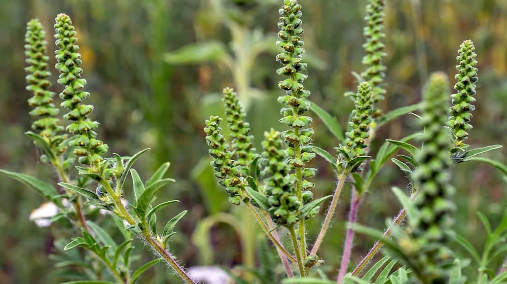 The ragweed season is starting. (Archive image) / Photo: Patrick Pleul/dpa-Zentralbild/dpa