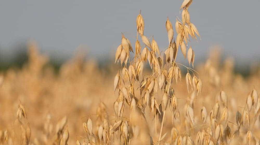 Los agricultores de Sajonia se centran más en la avena en sus campos. (Imagen de archivo) / Foto: Sebastian Willnow/dpa