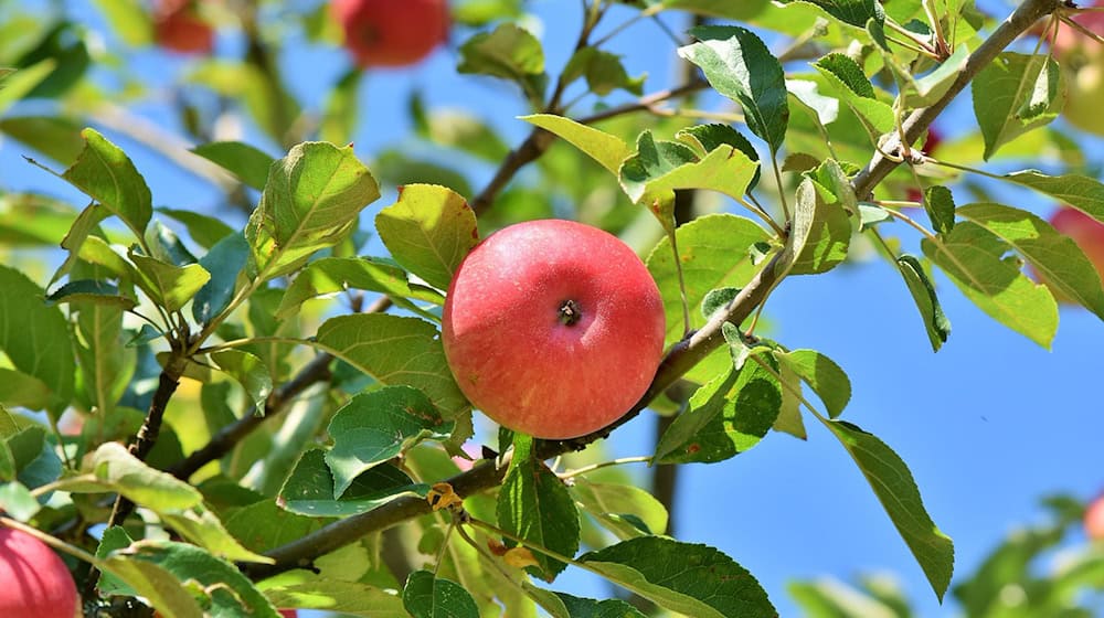 Symbolbild Apfelernte / pixabay Ralphs_Fotos