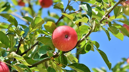 Symbolbild Apfelernte / pixabay Ralphs_Fotos