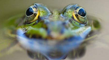 Садові ставки можуть стати середовищем існування для земноводних. (Архівне зображення) / Фото: Patrick Pleul/dpa-Zentralbild/ZB