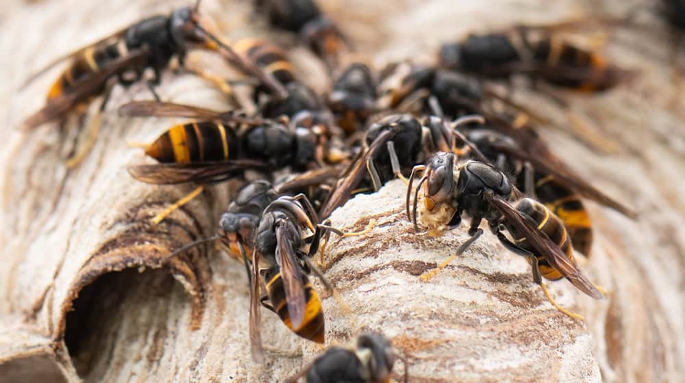 According to experts, the Asian hornet could soon appear in Saxony. (Archive image) / Photo: Boris Roessler/dpa
