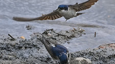 The German Nature and Biodiversity Conservation Union has already awarded more than 1,300 badges for the "Swallows Welcome" campaign in Saxony (archive photo).  / Photo: Patrick Pleul/dpa