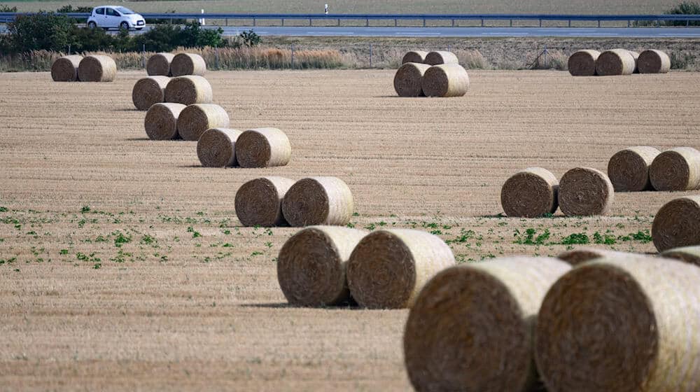 Die Menschen in Sachsen, Sachsen-Anhalt und Thüringen dürfen sich noch einmal auf sommerliche Temperaturen freuen. (Archivbild) / Foto: Robert Michael/dpa