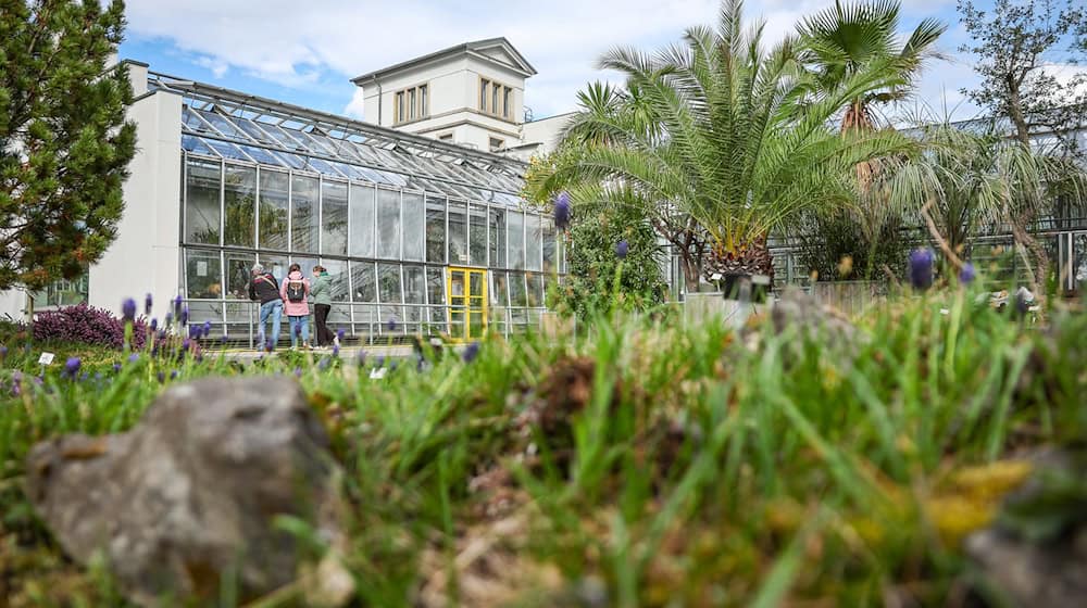 Mehrere Pflanzen wurden im laufenden Jahr aus den botanischen Gärten in Chemnitz und Dresden gestohlen. Der letzte Diebstahl im botanischen Garten in Leipzig ist ein Jahr her. (Symbolbild) / Foto: Jan Woitas/dpa