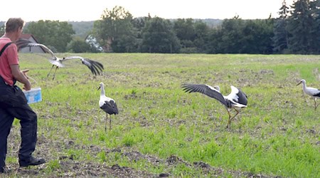 Storchenvater versorgt Jungtiere  / Foto: Waltraud Grubitzsch/dpa