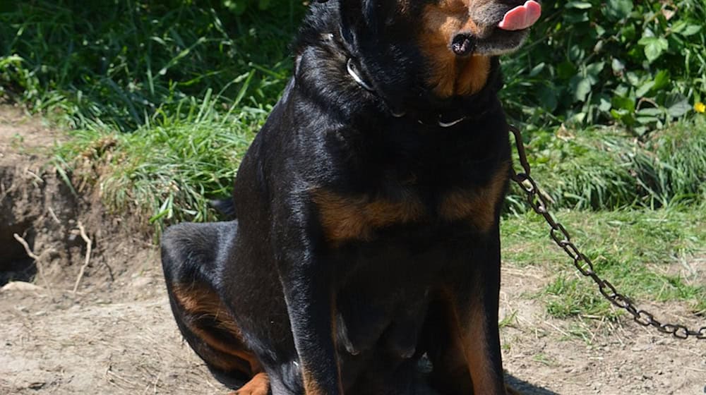 Symbolbild Kampfhund / pixabay ItsMirkwoodGirl