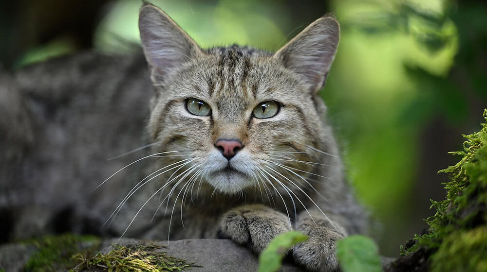 BUND is delighted about the comeback of the wildcat in Vogtland. (Symbolic image) / Photo: Martin Schutt/dpa