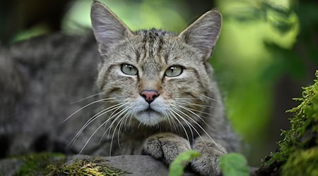 BUND is delighted about the comeback of the wildcat in Vogtland. (Symbolic image) / Photo: Martin Schutt/dpa