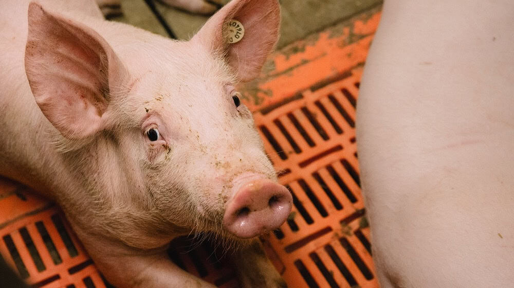 Ob Ferkelzucht oder Schweinemast: Die Arbeit im Stall ist kein 08/15-Job. Foto: Tobias Seifert/IG Bau